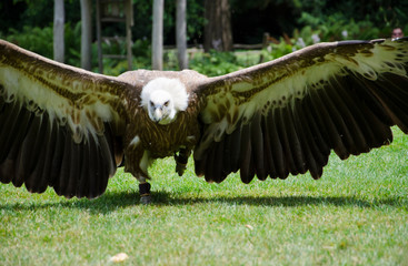 Close up of a Griffon Vulture Gyps fulvus  