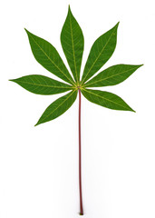 Twig with green leaves isolated on white background 