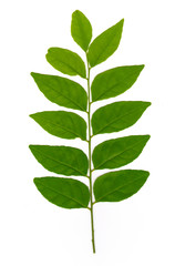 Twig with green leaves isolated on white background 