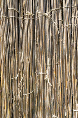 A background of dry reeds drawn by wire. Gray fence of dry stems. Dry thin reed in the wall. Reed Texture Close Up