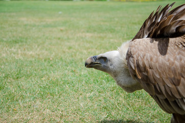 Close up of a Griffon Vulture Gyps fulvus  
