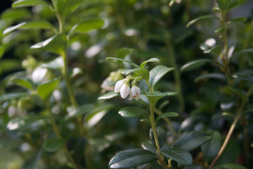 White flowers on a Cowberry or Fowberry bush in the garden. Vaccinium vitis-idaea bush in bloom