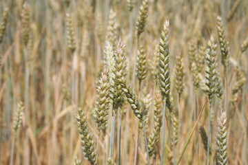 Wheat field on summer in a sunny day
