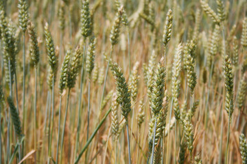 Wheat field on summer in a sunny day