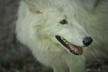 Obraz premium weißer Wolf