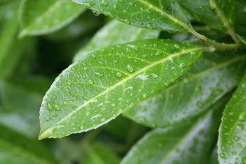Cherry laurel leaves on branch covered by rain drops. Prunus laurocerasus under the rain in the garden