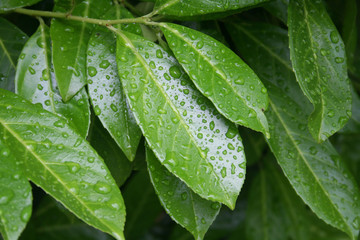 Cherry laurel leaves on branch covered by rain drops. Prunus laurocerasus under the rain in the...