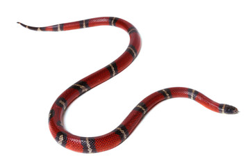 Red-black Milk snake isolated on white background