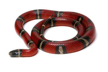 Obraz premium Red-black Milk snake isolated on white background