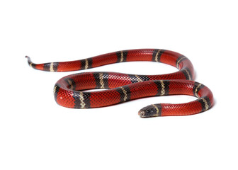 Naklejka premium Red-black Milk snake isolated on white background