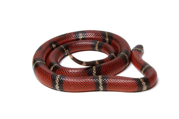 Red-black Milk snake isolated on white background