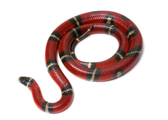 Red-black Milk snake isolated on white background