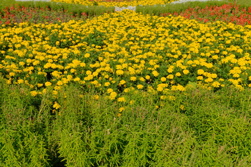 Green flowerbed planted with yellow and red flowers