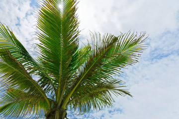 Fototapeta na wymiar Palm treetop against cloudy sky