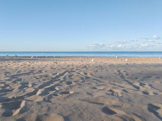 Fototapeta na wymiar Manly Beach, Sydney, clear blue sky, gulls and footprints in the sand