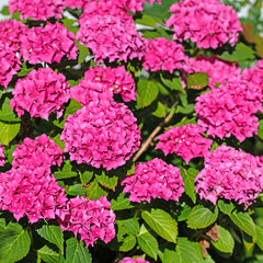 Gartenhortensien, Hydrangea macrophylla