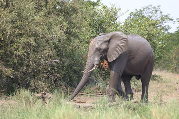 Afrikanischer Elefant / African elephant / Loxodonta africana