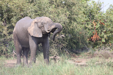 Afrikanischer Elefant / African elephant / Loxodonta africana