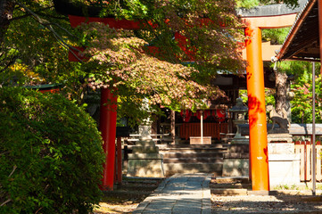 Fototapeta na wymiar 神社の紅葉と赤い鳥居