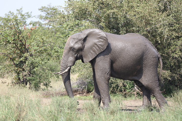 Fototapeta premium Afrikanischer Elefant / African elephant / Loxodonta africana