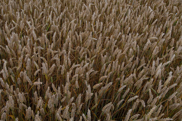 Wheat textured background 4, Sprotbrough, Doncaster, South Yorkshire, England