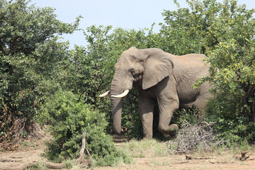 Afrikanischer Elefant / African elephant / Loxodonta africana
