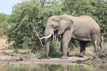 Obraz premium Afrikanischer Elefant / African elephant / Loxodonta africana