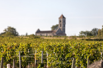 Fototapeta na wymiar Ripe red Merlot grapes on rows of vines in a vienyard before the wine harvest in Montagne. Saint Emilion region. France
