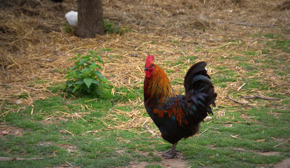 coq noir dans la basse cour de la ferme