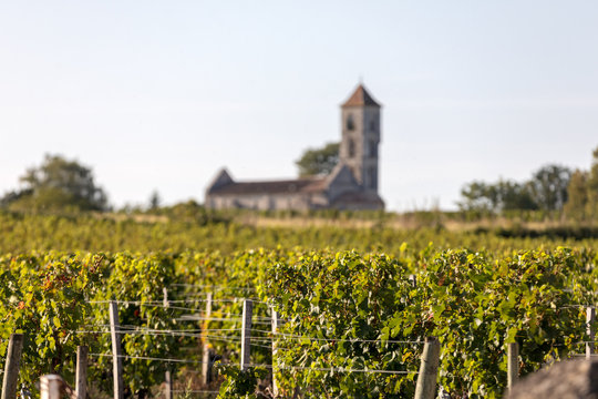 Ripe red Merlot grapes on rows of vines in a vienyard before the wine harvest in Montagne. Saint Emilion region. France