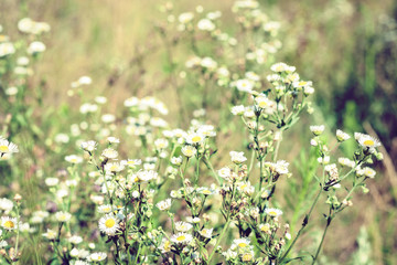 wildflowers with green leaves texture background in sunny day, plants on a meadow.