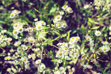wildflowers with green leaves texture background in sunny day, plants on a meadow.