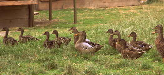 rangée de canards et canes dans un pré