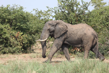Fototapeta premium Afrikanischer Elefant / African elephant / Loxodonta africana