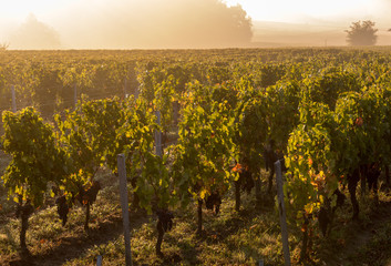 Naklejka premium Morning light in the vineyards of Saint Georges de Montagne near Saint Emilion, Gironde, France