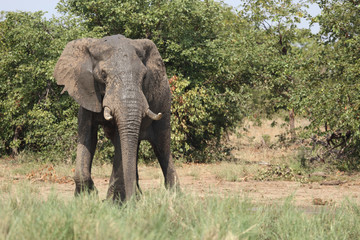 Fototapeta premium Afrikanischer Elefant / African elephant / Loxodonta africana