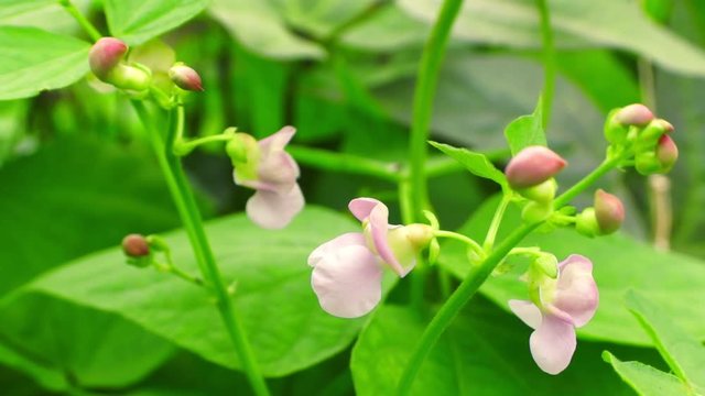 Pink flowers on a young bean bush in the garden. Agricultural concept, farming season