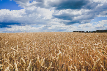 field of golden wheat against the blue sky