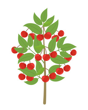 Cherry tree. Vector illustration. Cherries fruit tree plant. Flat vector color clipart. Ripe red Prunus on a tree.