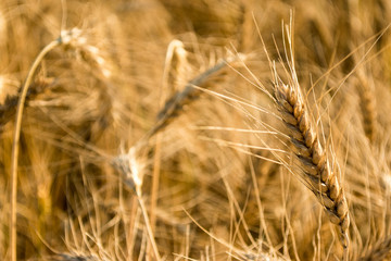 Golden ears of wheat on the field. Autumn mood. Spikes of rye