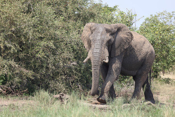 Afrikanischer Elefant / African elephant / Loxodonta africana