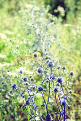 wildflowers with green leaves texture background in sunny day, plants on a meadow.