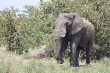 Fototapeta premium Afrikanischer Elefant / African elephant / Loxodonta africana