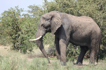 Fototapeta premium Afrikanischer Elefant / African elephant / Loxodonta africana