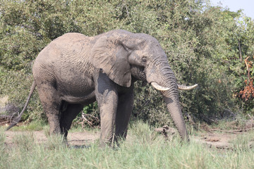 Fototapeta premium Afrikanischer Elefant / African elephant / Loxodonta africana