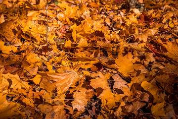 fallen leaves in autumn forest at sunny weather