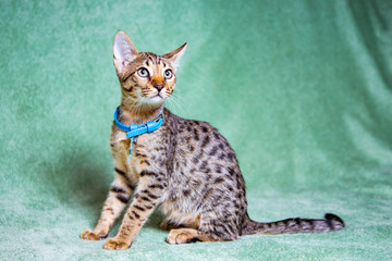 Savannah cat lying on a turquoise background