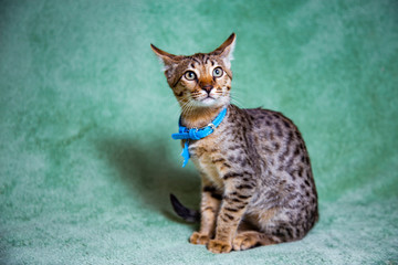 Savannah cat lying on a turquoise background