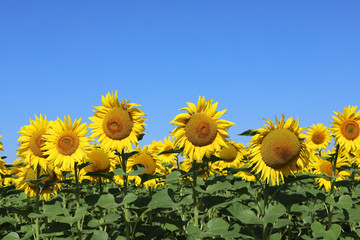 Sunflower flowers against the blue July sky.