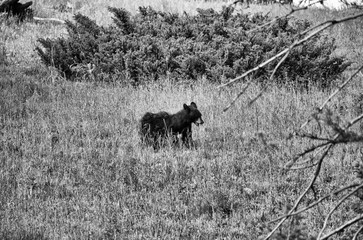 Young black bear cub wandering in Yellowstone National Park, Wyoming, USA